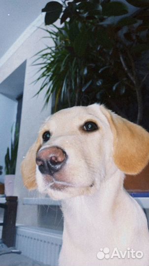 Метис лабрадора
