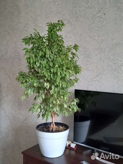 Фикус бенджамина пестролистный