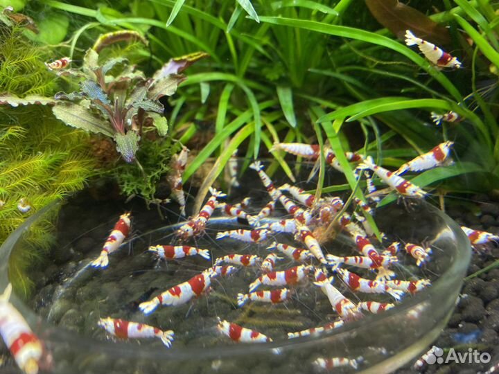 Креветки красный кристалл
