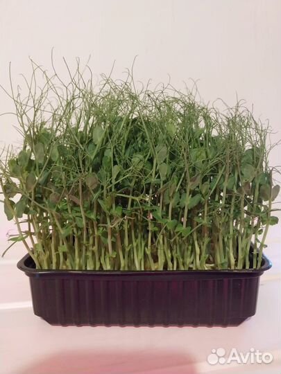 Микрозелень