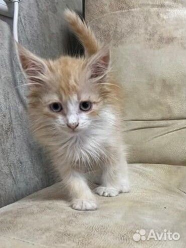 Рыжий котенок