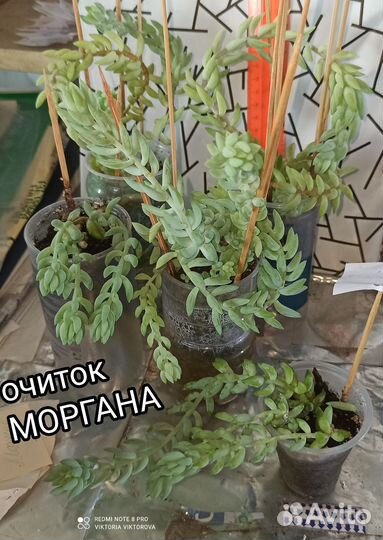 Очитки Моргана, Буритто