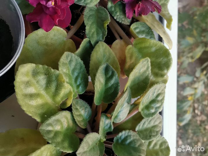 Укорененные фиалки, лимон, фикус