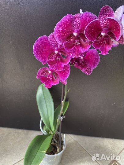 Орхидея фаленопсис