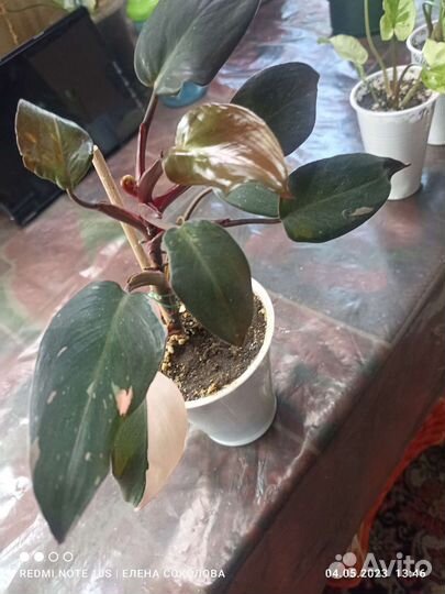 Комнатные цветы