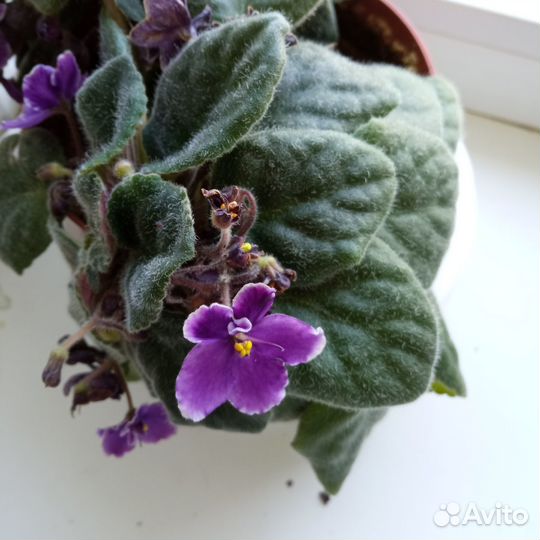 Фиалка Вечерний наряд