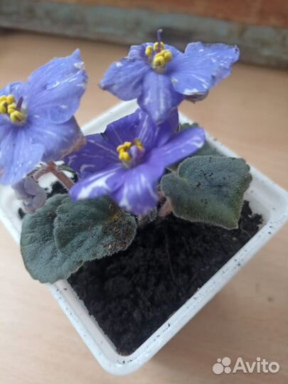 Фиалка в горшках