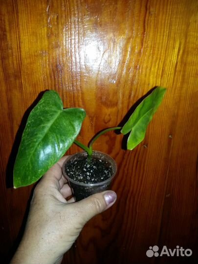 Монстера желтая yellow splash, парадизо верде