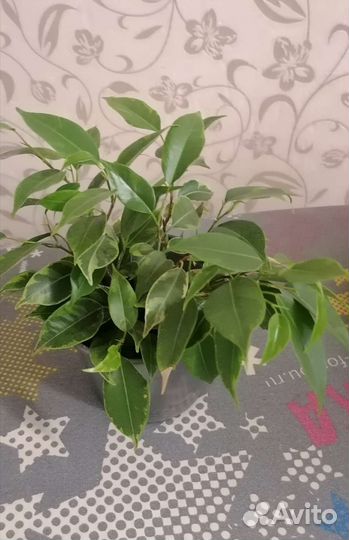 Фикус бенджамина кинки