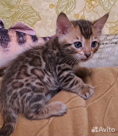 Бенгальский котенок мальчик