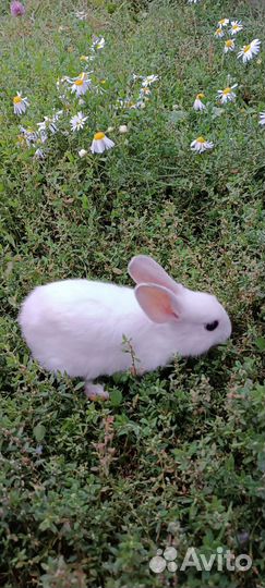 Декоративные кролики в добрые руки