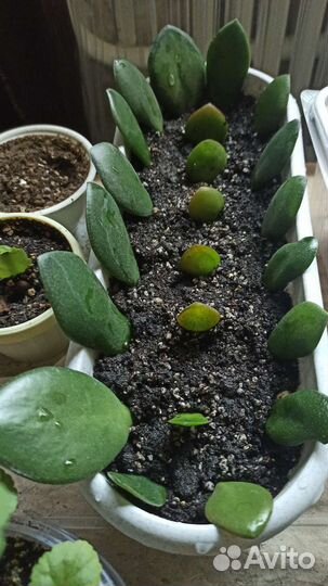 Толстянка (Денежное дерево)