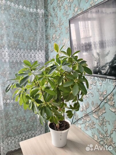 Комнатные цветы шефлера