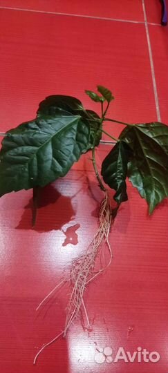 Гибискус махровый