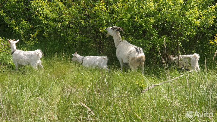 Коза с 3 козлятами