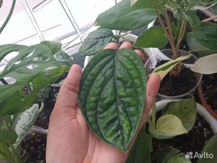 Эпипремнум/ сциндапсус