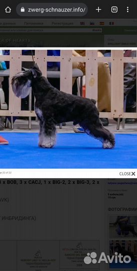 Цвергшнауцер вязка