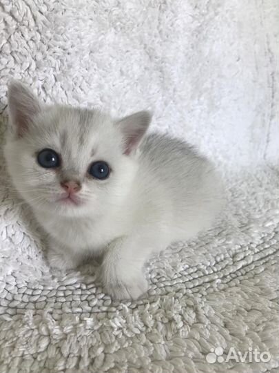 Британская кошка