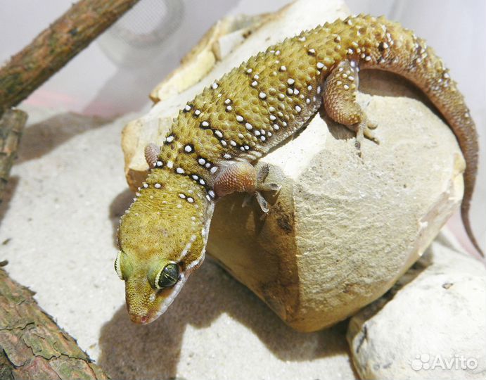 Гекконы Hemidactylus triedrus (кормовые)