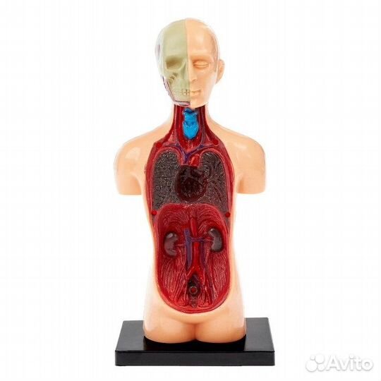 Научный опыт «Анатомия человека»