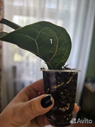 Фикус лирата