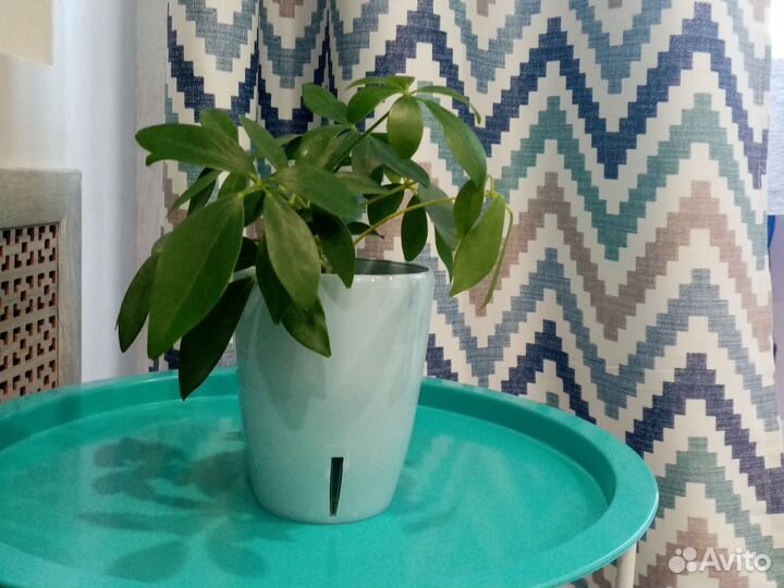 Комнатные цветы шефлера