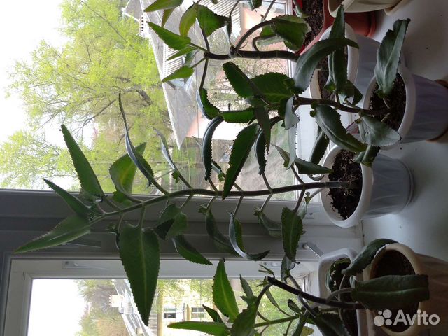 Каланхоэ лечебное