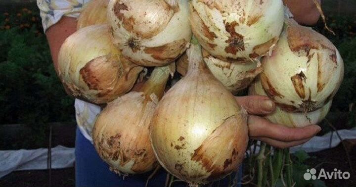 Лук Эксибишен семена