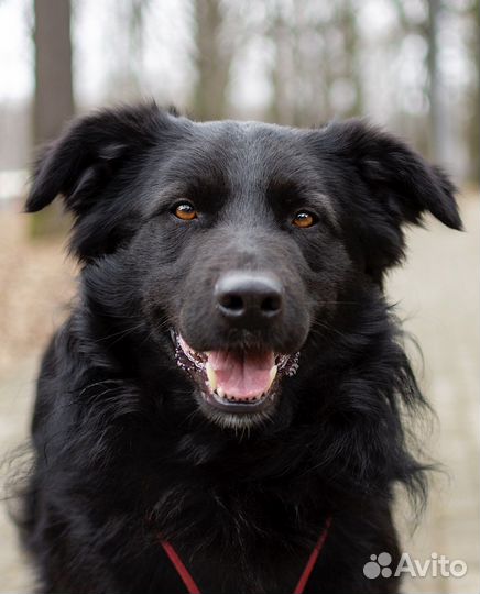 Черная собака в добрые руки