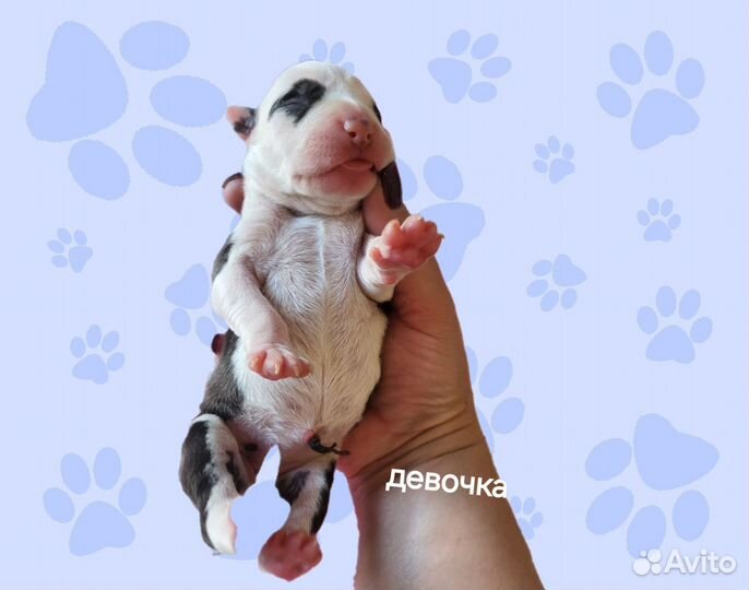Щенки голубого амстаффа
