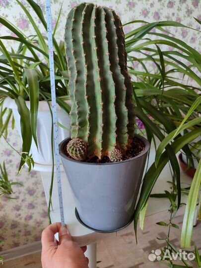 Хлорофитум и Кактус