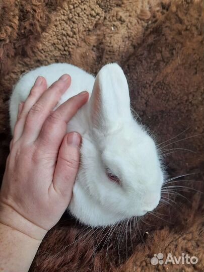 Кролик гермелин