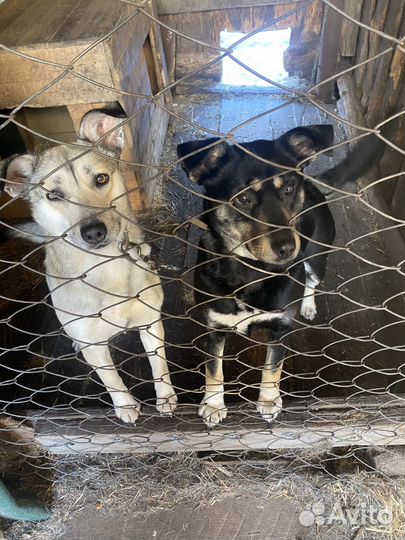 Животные в добрые руки бесплатно