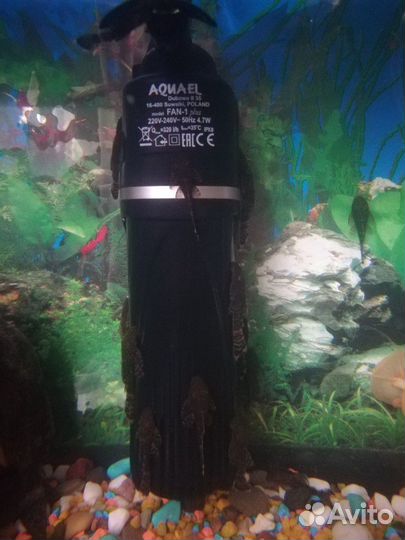 Сомики анциструсы