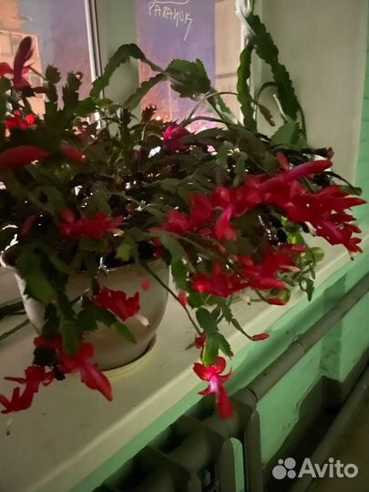 Декабрист шлюмбергера