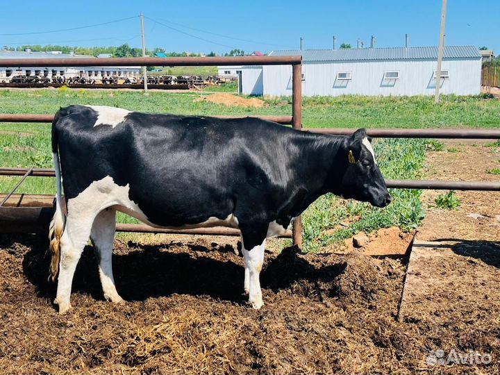 Нетели Голштины