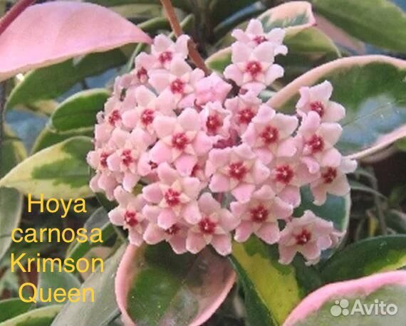 Хойи, дисхидии коллекционные взрослые и черенки