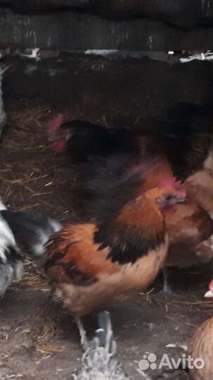 Петухи породистые