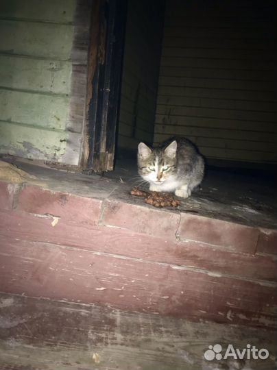 Котенок в добрые руки
