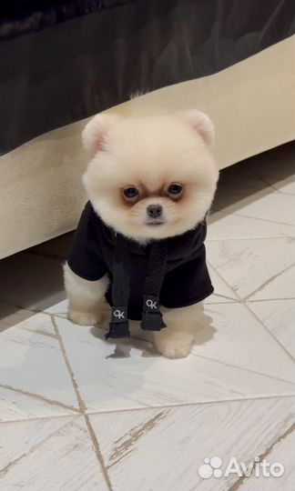 Самые красивые померанцы