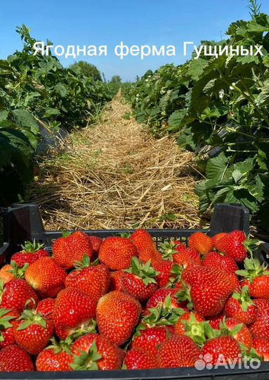 Рассада крупноплодной клубники Лималексия