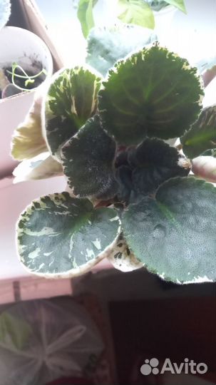 Комнатные цветы