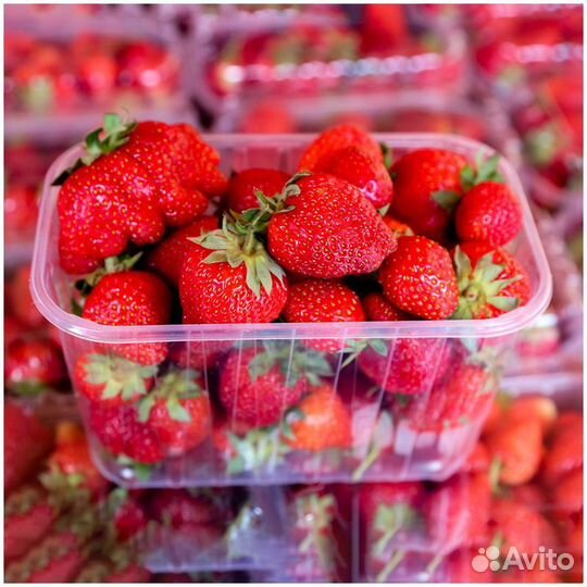 Упаковщик(ца) клубники (можно сидя + зп ежедневно)