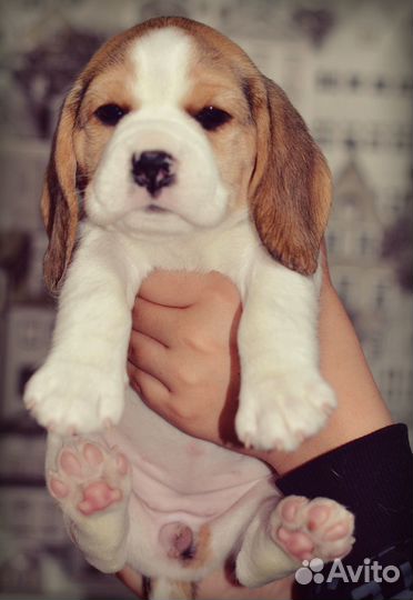 Щенки бигля