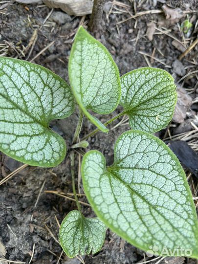 Многолетние растения