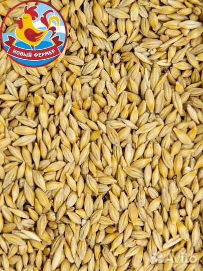 Ячмень фуражный