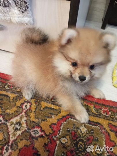 Шпиц 2 мес