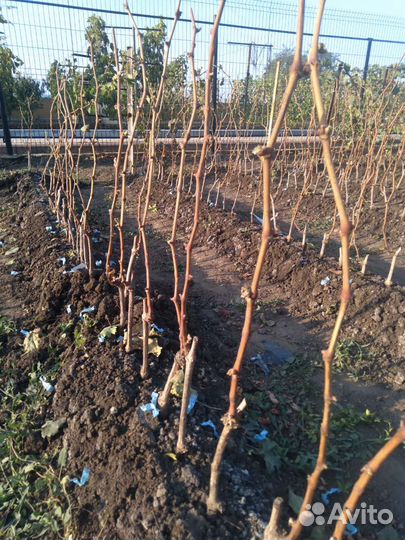 Саженцы и черенки винограда