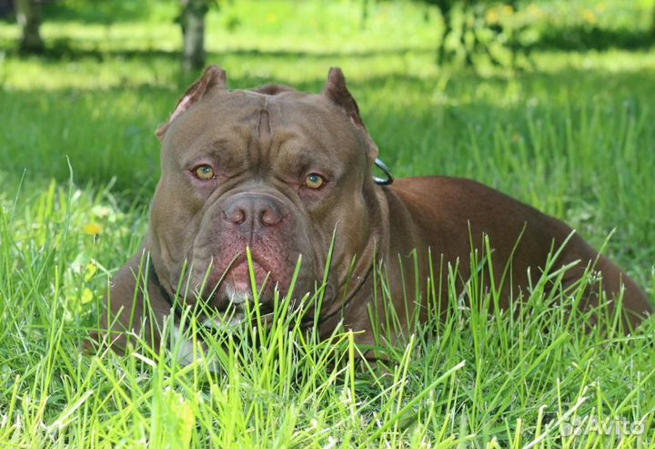 Американский булли вязка