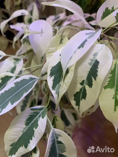 Фикус бенджамина Старлайт